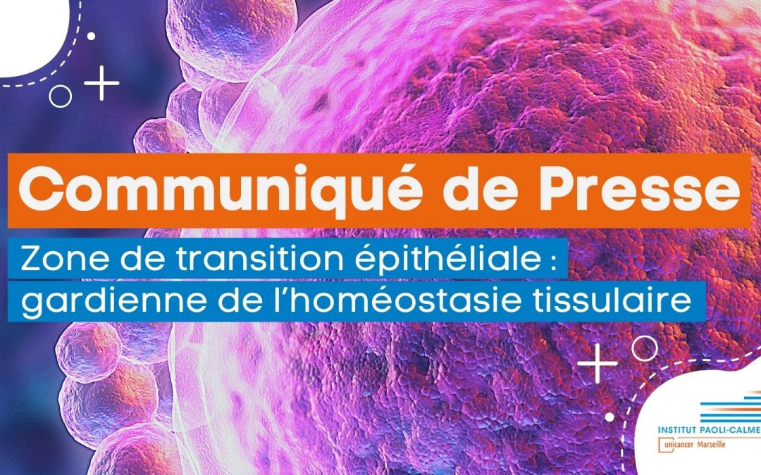 Communiqué de presse : Zone de transition épithéliale : gardienne de l’homéostasie tissulaire