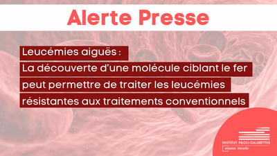 Leucémies aiguës : La découverte d’une molécule ciblant le fer peut permettre de traiter les leucémies résistantes aux traitements conventionnels